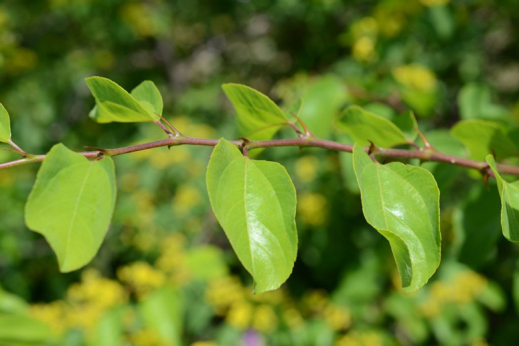 Arbusto spinoso - Paliurus spina-christi